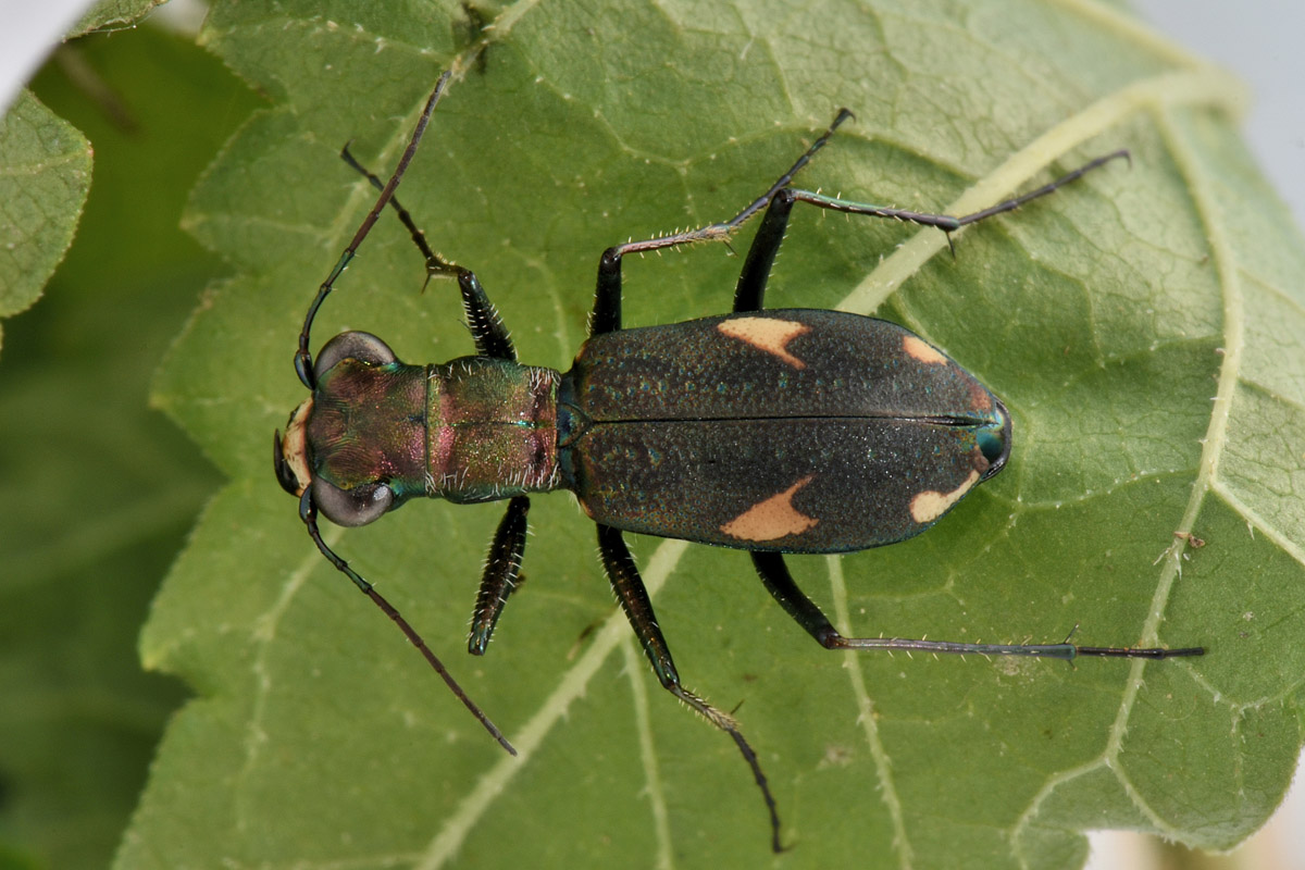 Carabidae: Cylindera germanica?  Sì !